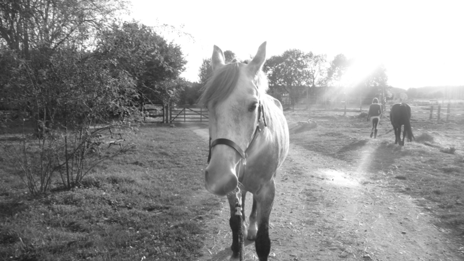 Le plus beau des poneys. ( 16/10/2010 )