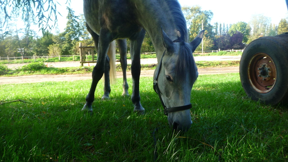 Le plus beau des poneys. ( 16/10/2010 )