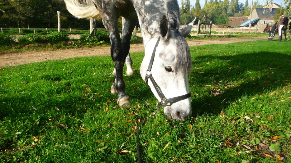 Le plus beau des poneys. ( 16/10/2010 )