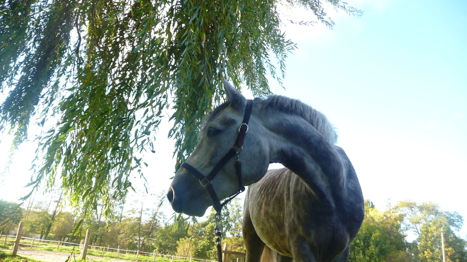 Le plus beau des poneys. ( 16/10/2010 )