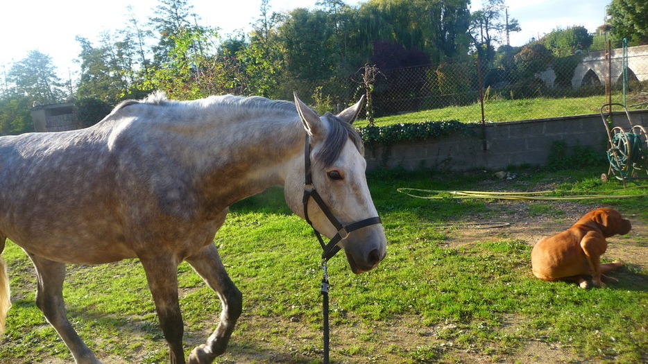 Le plus beau des poneys. ( 16/10/2010 )